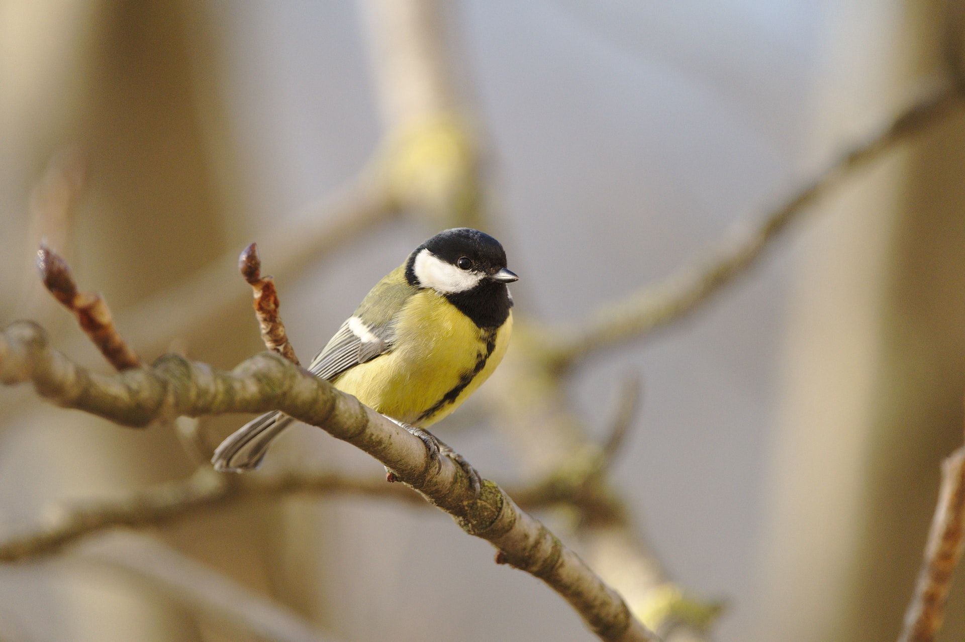 Mallerenga carbonera (parus major) Foto: Simon Velichko