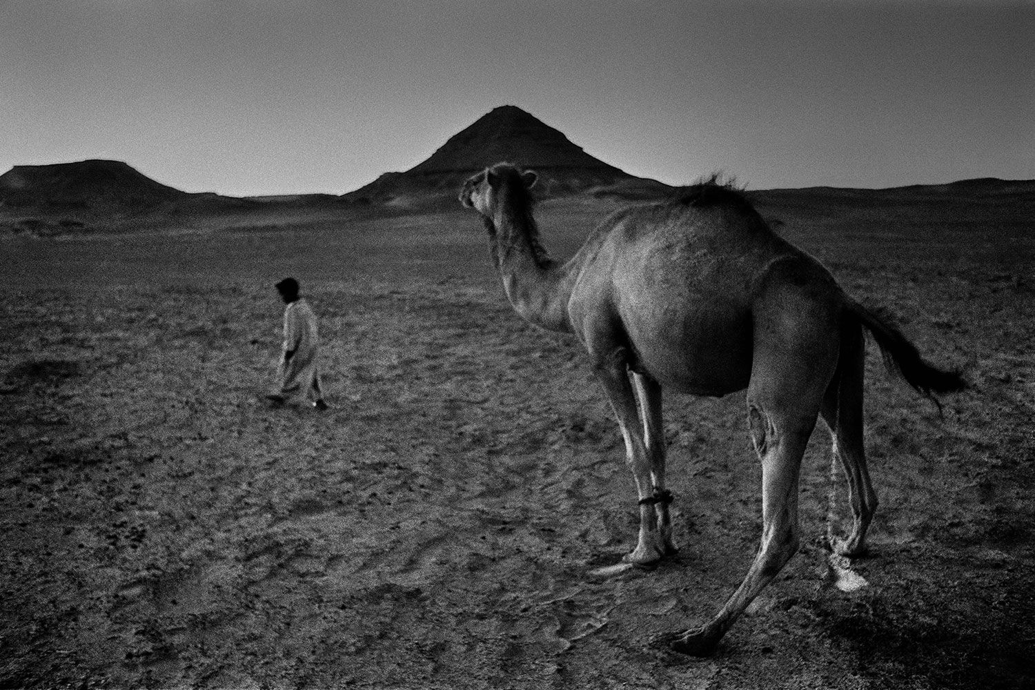 Jordi Esteva. Sami i el seu camell, Oasi de Bahariya, Egipte, 1982.