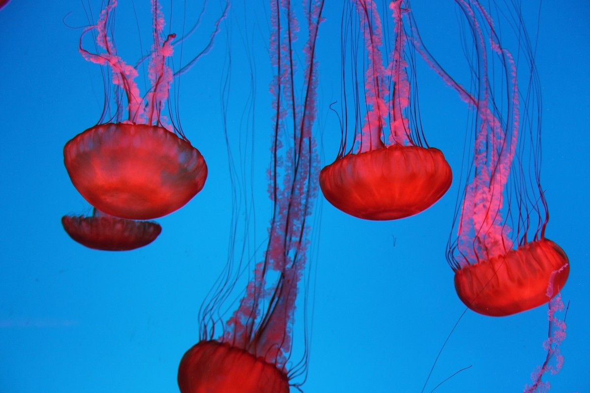 1200_153046561511069912044_366f5402bc_k