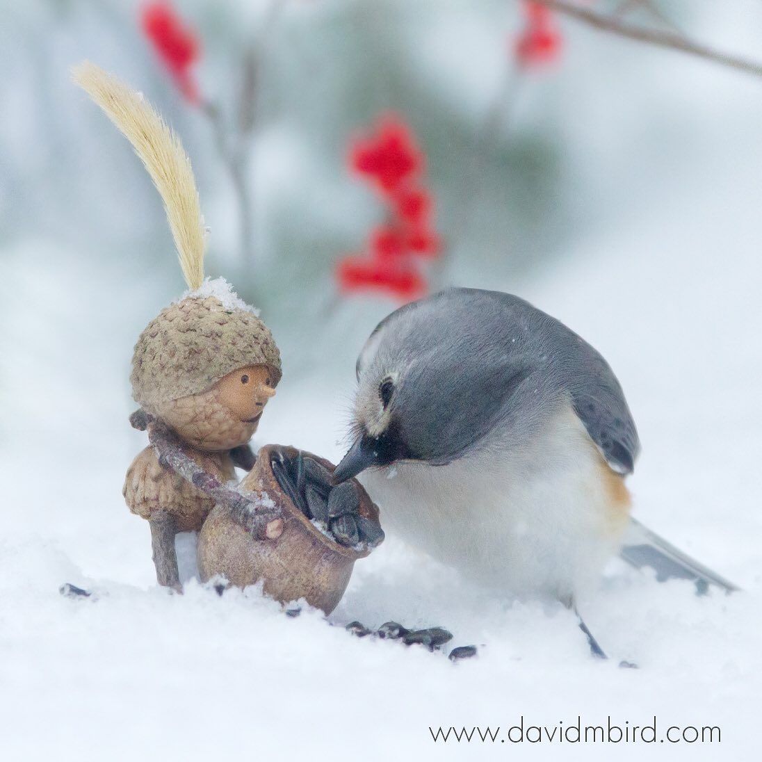 Foto: David M Bird