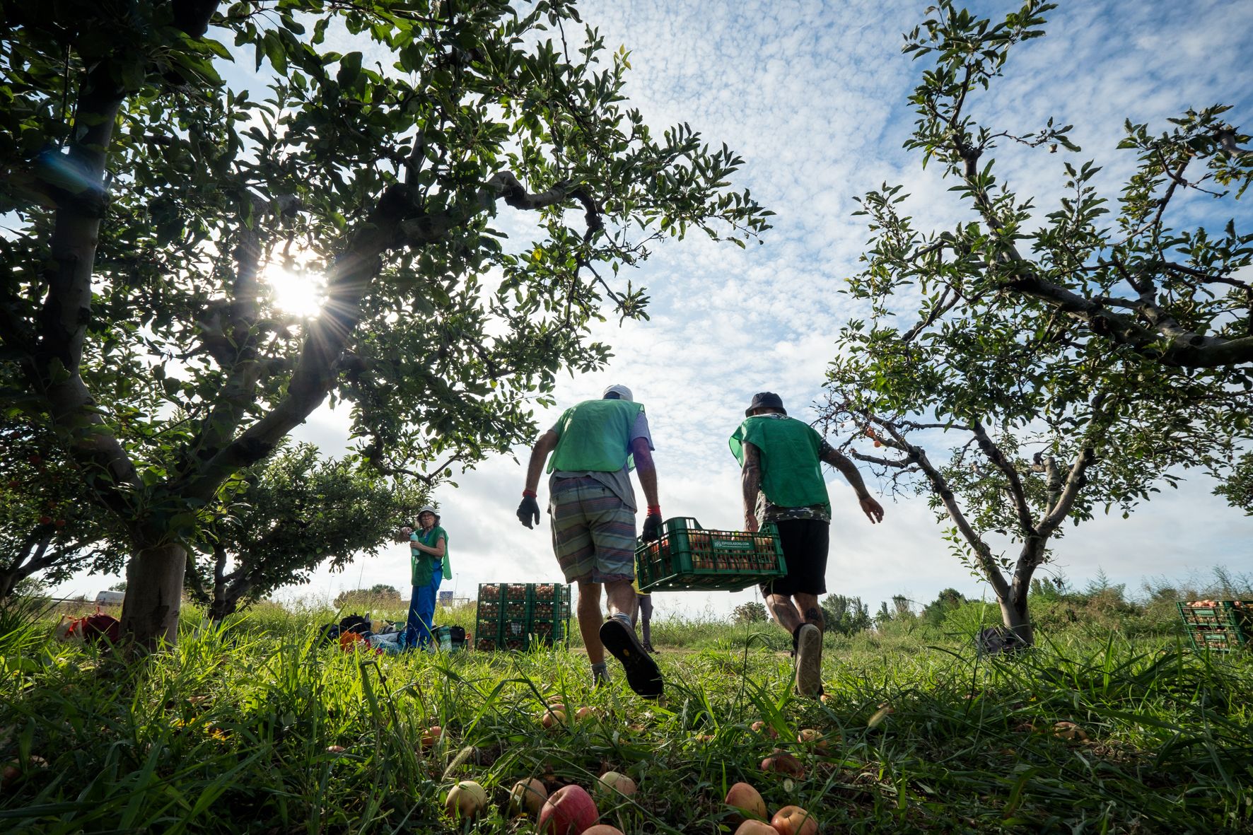 2023 09 01 Espigolada poma St.Vicens 21