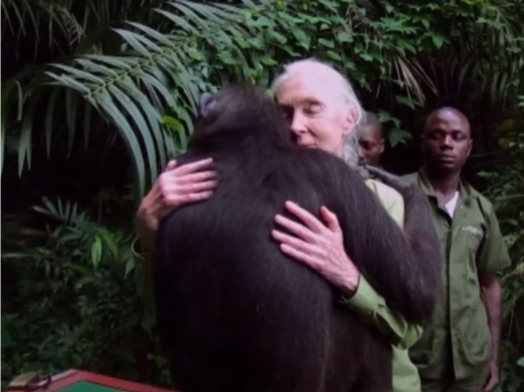 Jane Goodall i Wounda
