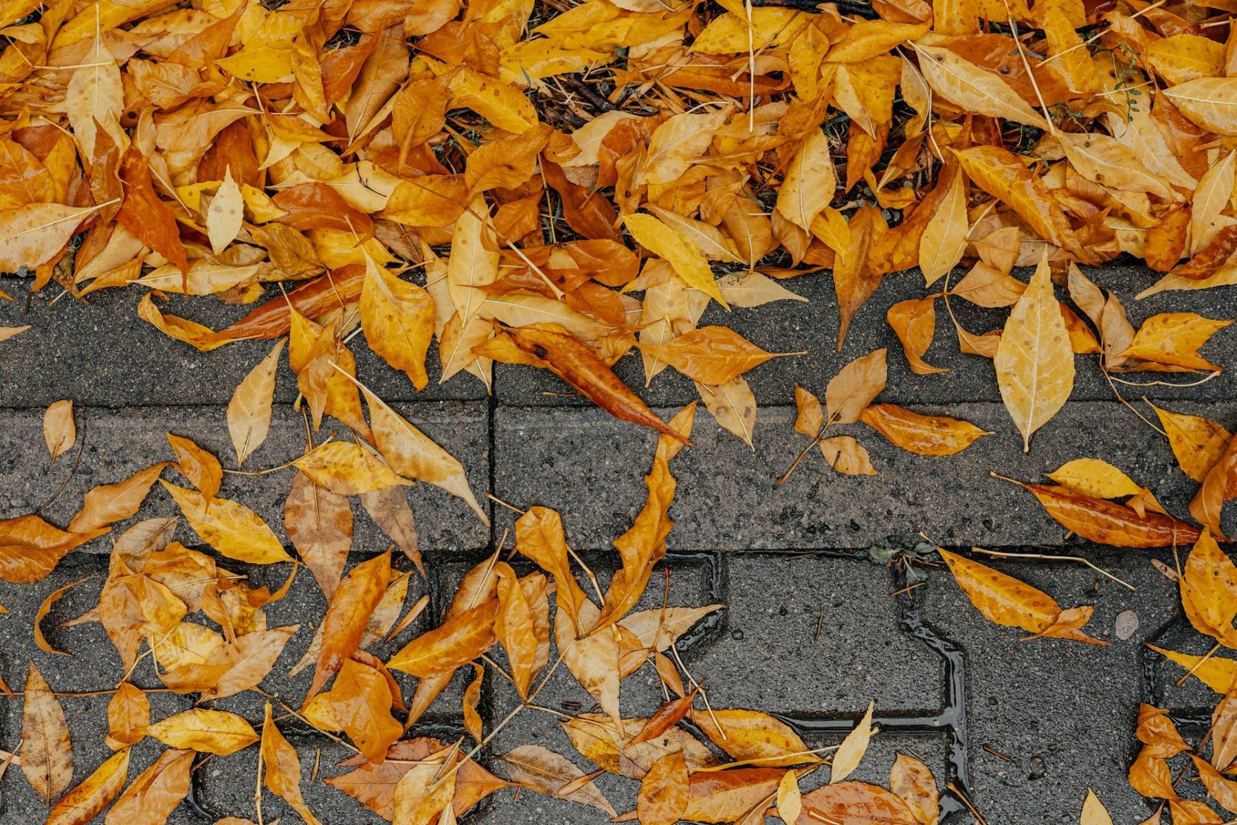 Foto: Georgi Kalaydzhiev