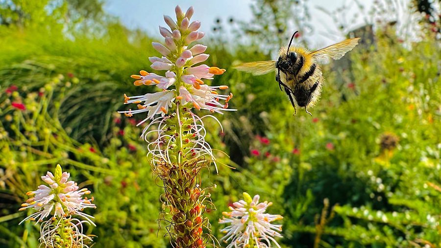 3.Flight of the Bumblebee ('El vol del borinot'). Amelie Davis 3.Flight of the Bumblebee ('El vol del borinot'). Amelie Davis