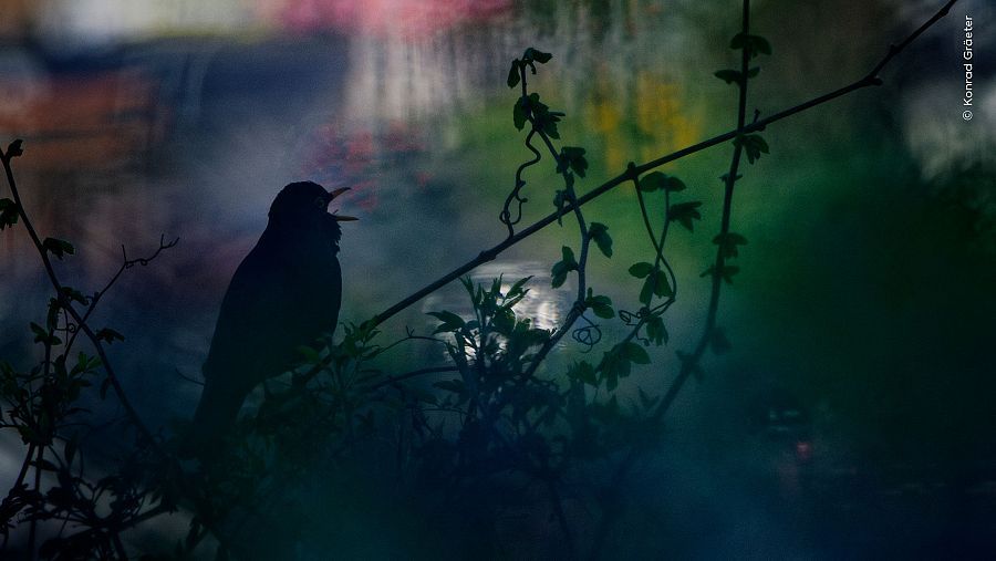 4.'Birdsong Painted in Light' ('El cant pintat a la llum'), Konrad Gräeter 4.'Birdsong Painted in Light' ('El cant pintat a la llum'), Konrad Gräeter