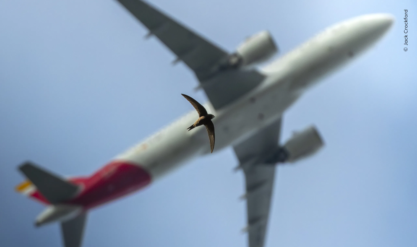 The Art of Flying('L'art de volar'). Jack Crockford The Art of Flying('L'art de volar'). Jack Crockford