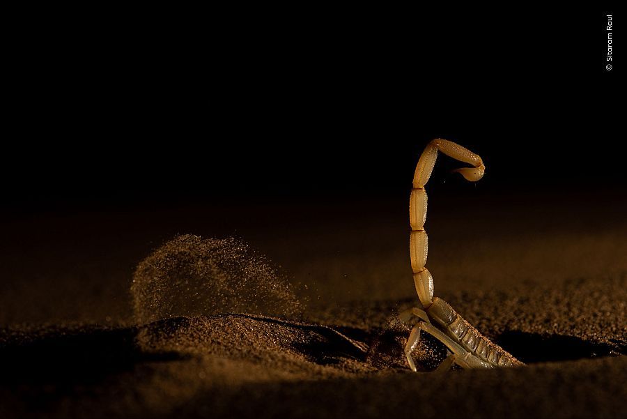 Shifting Sand ('Sorra en moviment'). Sitaram Raul Shifting Sand ('Sorra en moviment'). Sitaram Raul