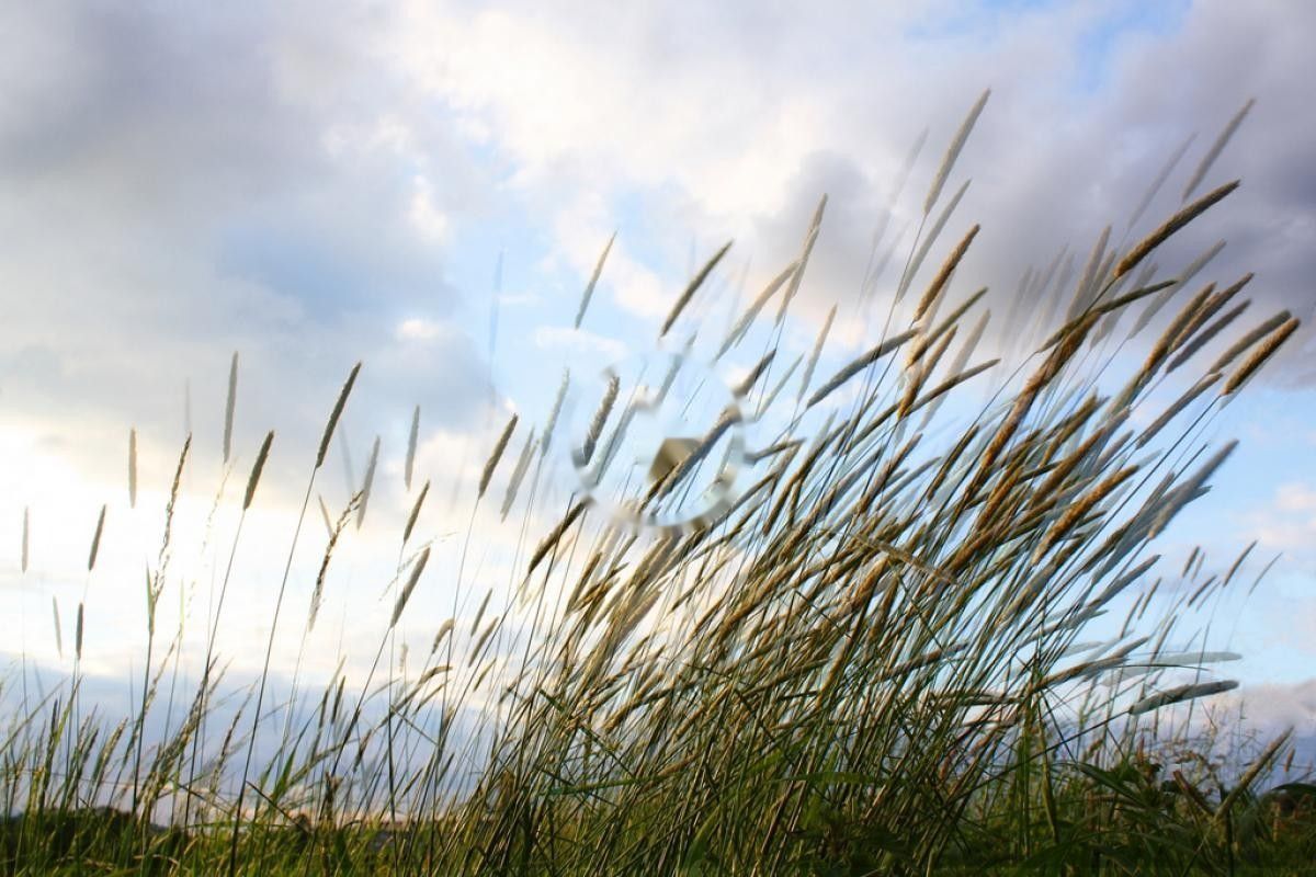 Dust in the Wind